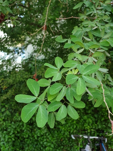 Monkeypod (Pithecellobium dulce)