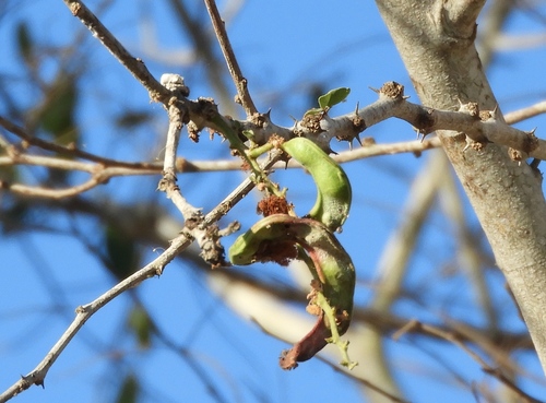 Monkeypod (Pithecellobium dulce)