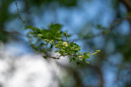 Monkeypod (Pithecellobium dulce)