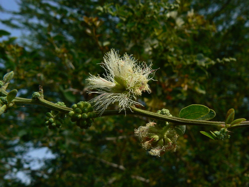 Monkeypod (Pithecellobium dulce)