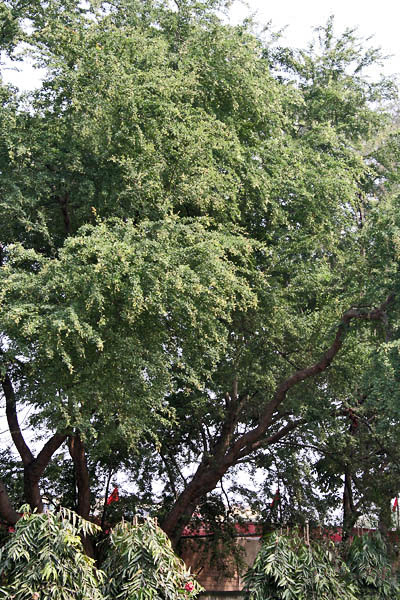 Monkeypod: Jungle Jalebi Pithecellobium dulce in Kolkata , West Bengal , India .