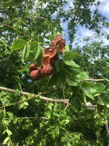 Monkeypod (Pithecellobium dulce)
