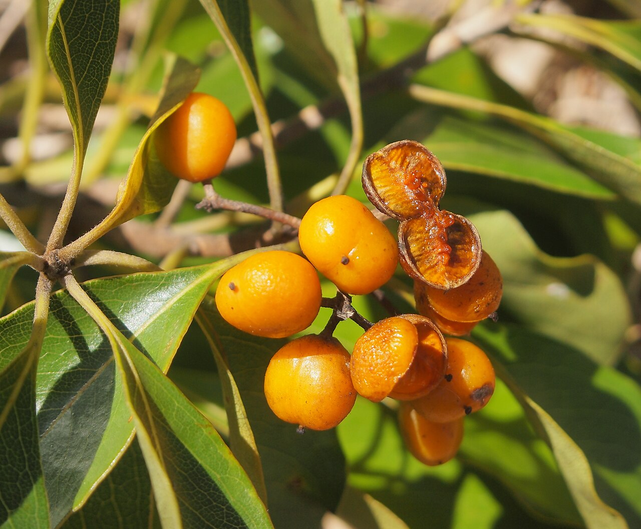 Rusty pittosporum: Pittosporum ferrugineum fruit