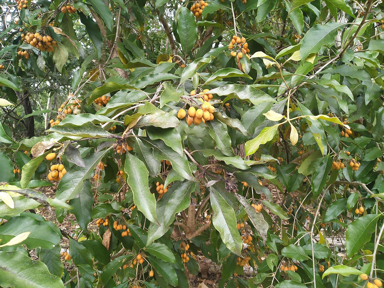 Rusty pittosporum: Pittosporum ferrugineum in fruit
