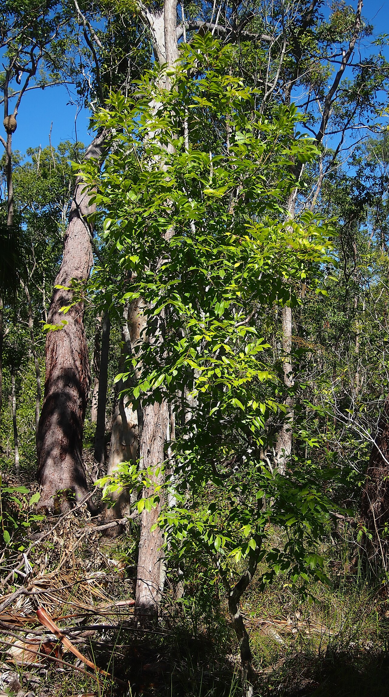 Rusty pittosporum: Pittosporum ferrugineum