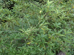 Pittosporum fulvipilosum (Pittosporum fulvipilosum)