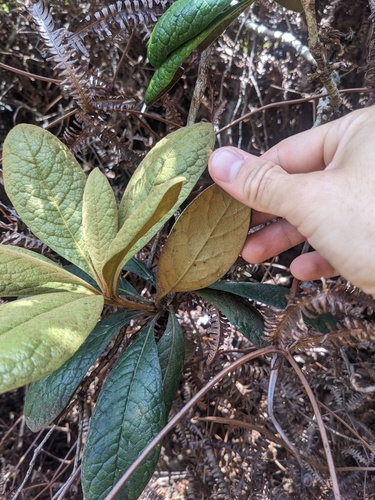 Waialeale cheesewood (Pittosporum gayanum)