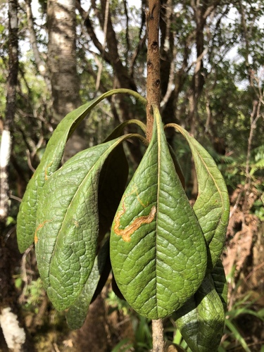 Waialeale cheesewood (Pittosporum gayanum)