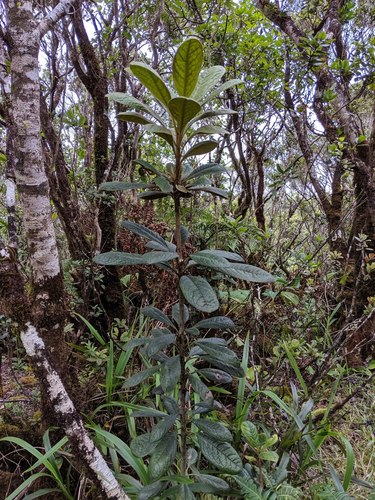 Waialeale cheesewood (Pittosporum gayanum)
