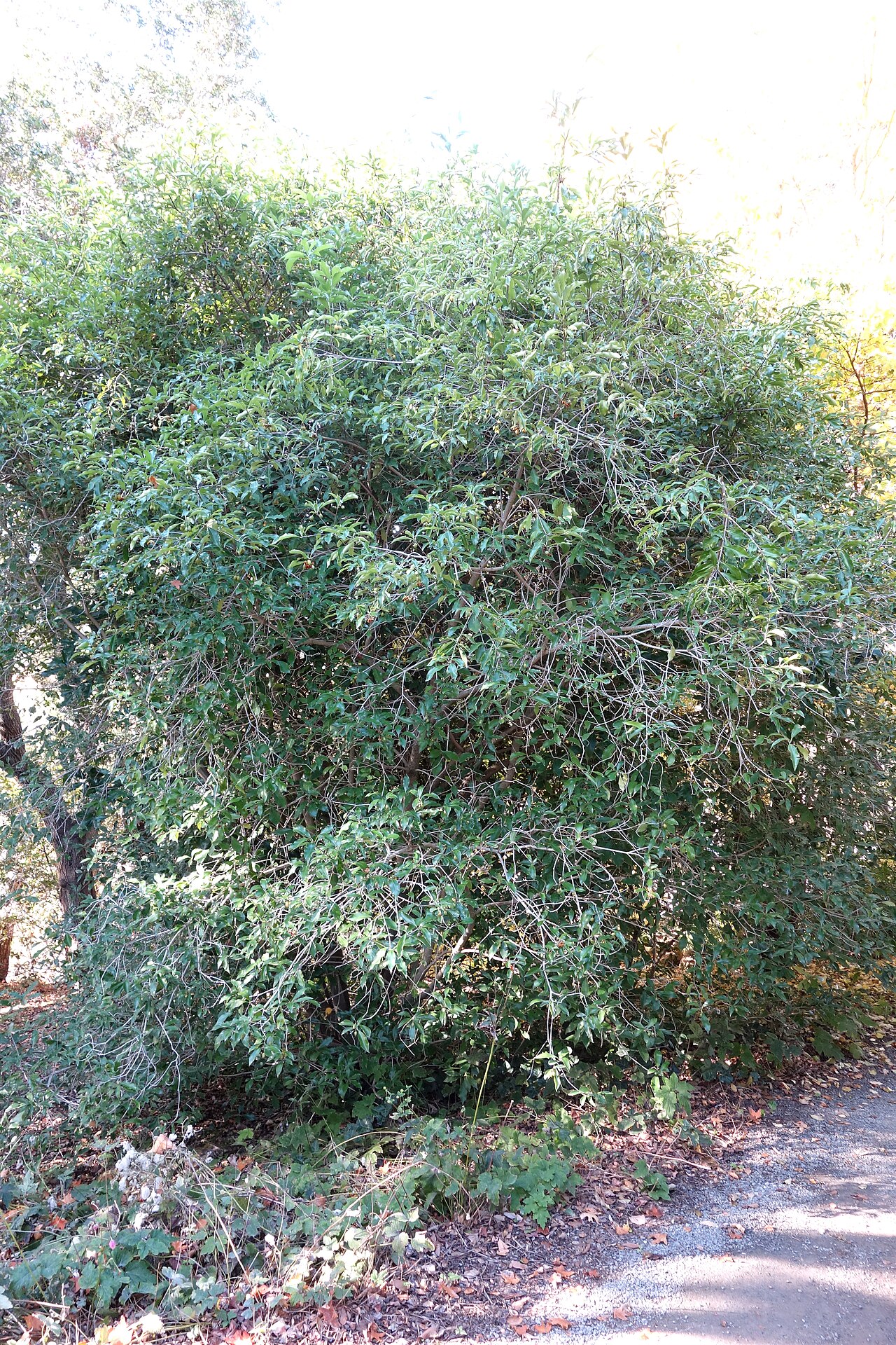 Pittosporum glabratum: Botanical specimen in Quarryhill Botanical Garden, Glen Ellen, California, USA.
