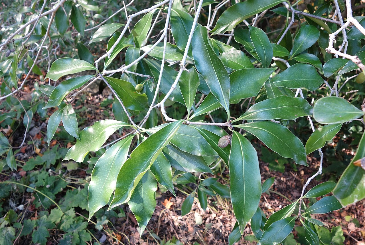 Pittosporum glabratum: Botanical specimen in Quarryhill Botanical Garden, Glen Ellen, California, USA.