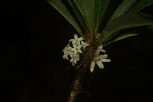 Koolau Range cheesewood (Pittosporum glabrum)