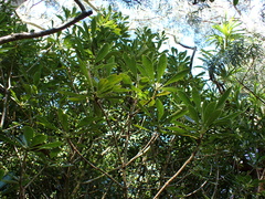 Koolau Range cheesewood (Pittosporum glabrum)