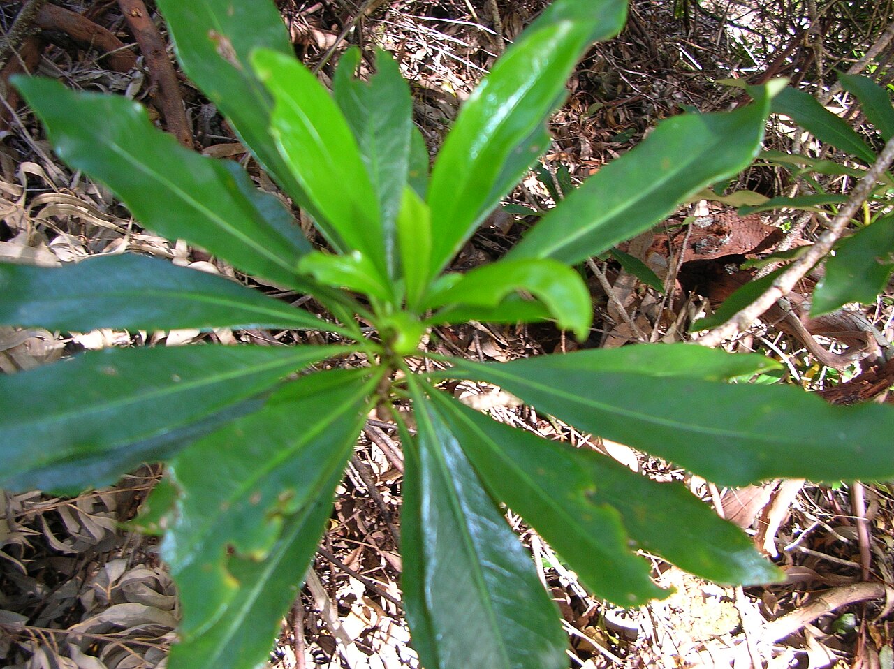 Koolau Range cheesewood: Pittosporum glabrum (leaves). Location: Maui, Makawao Forest Reserve