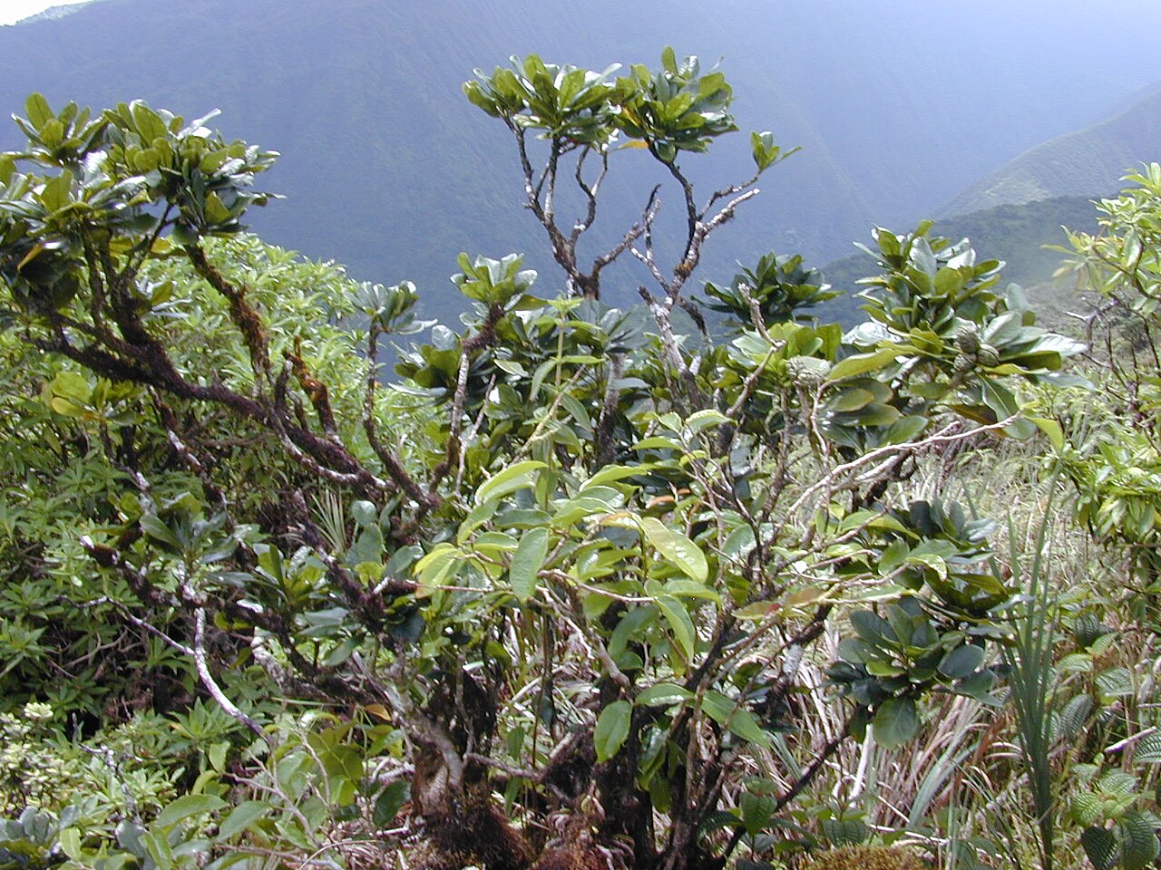 Koolau Range cheesewood: Pittosporum glabrum (habit). Location: Maui, Waihee Ridge Trail