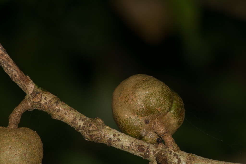 Koolau Range cheesewood (Pittosporum glabrum)