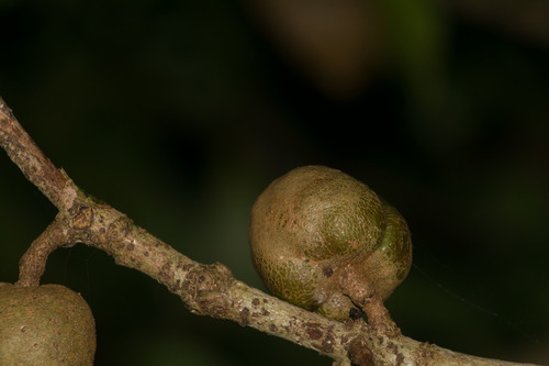 Koolau Range cheesewood (Pittosporum glabrum)