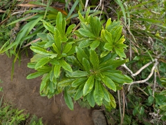 Koolau Range cheesewood (Pittosporum glabrum)