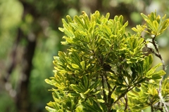 Koolau Range cheesewood (Pittosporum glabrum)