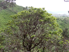 Koolau Range cheesewood (Pittosporum glabrum)