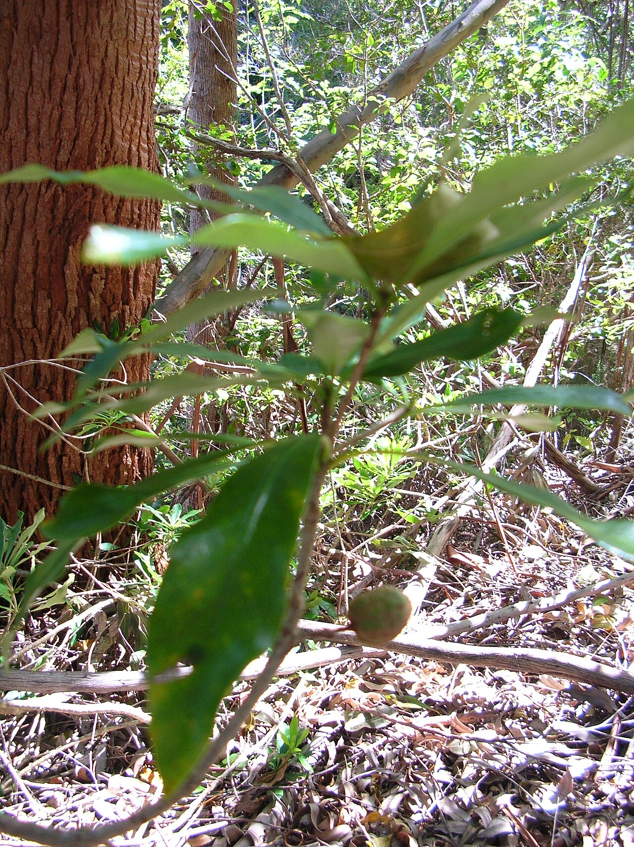 Koolau Range cheesewood: Pittosporum glabrum (fruit). Location: Maui, Makawao Forest Reserve