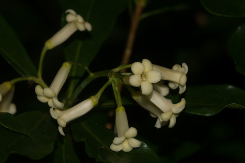 Koolau Range cheesewood (Pittosporum glabrum)