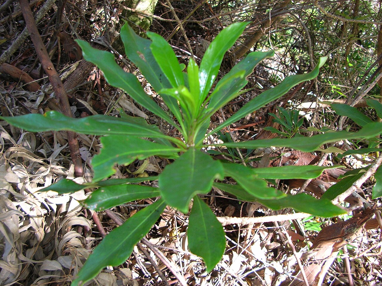 Koolau Range cheesewood: Pittosporum glabrum (leaves). Location: Maui, Makawao Forest Reserve