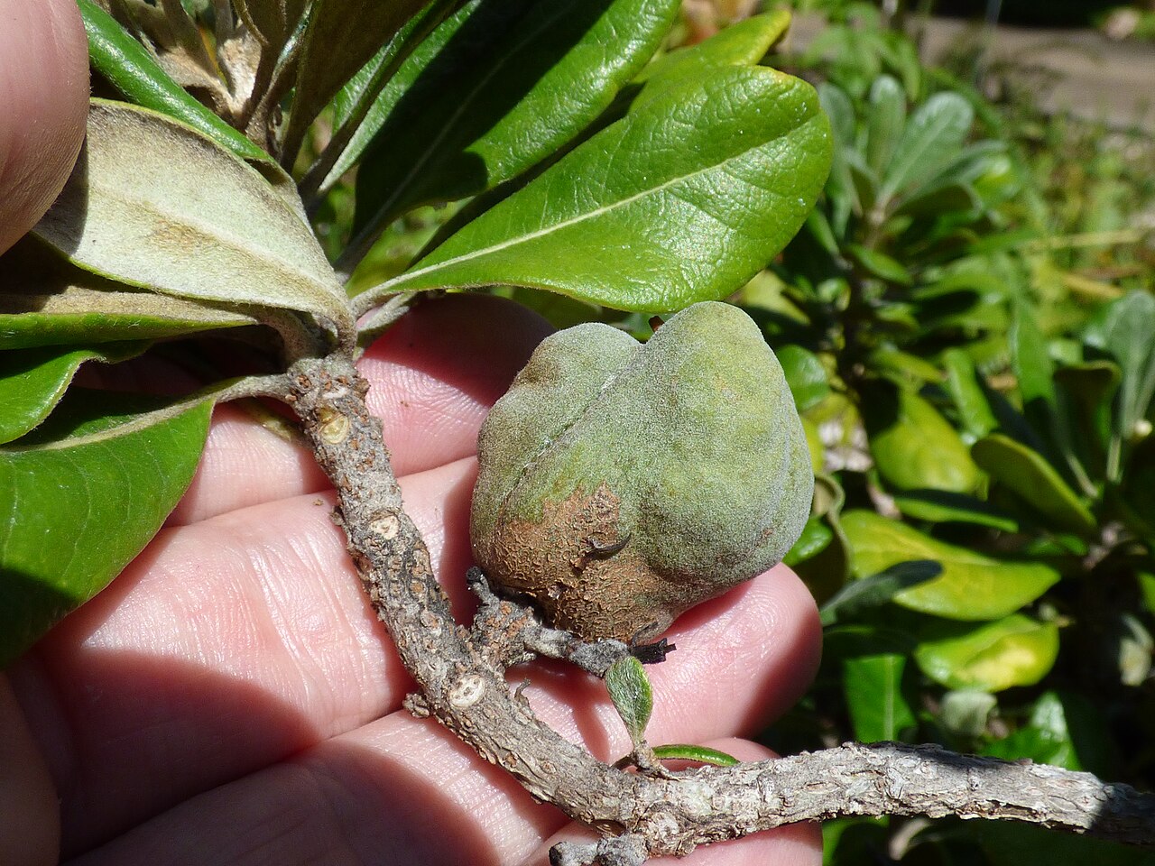 Cheesewood: Pittosporum halophilum (Hoawa) Fruit at Maui Nui Botanical Garden Kahului, Maui, Hawaii. October 29, 2015 #151029-0386 Image Use Policy