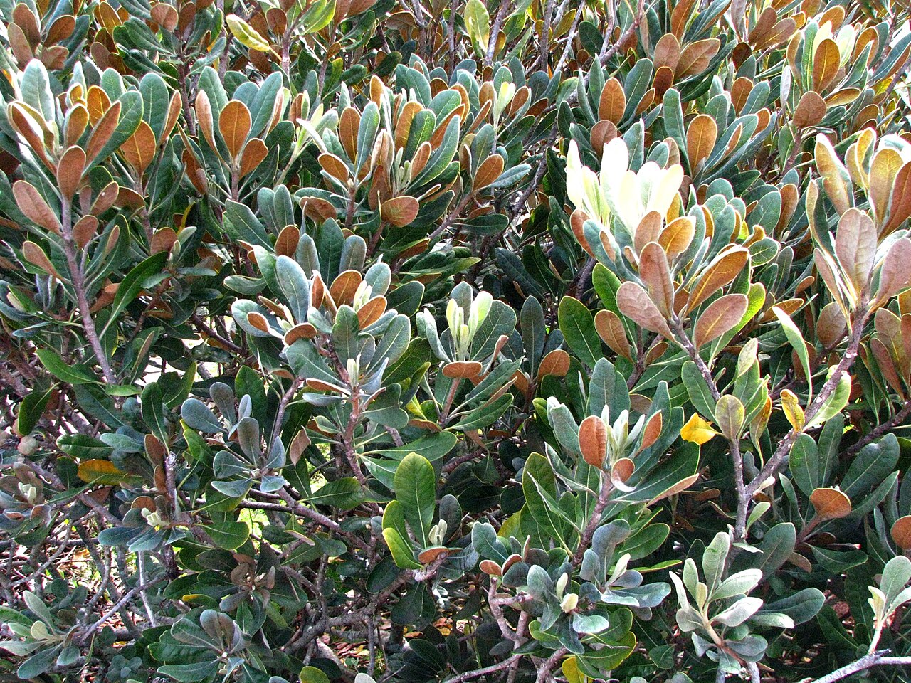 Cheesewood: Hōʻawa Endemic to the Hawaiian Islands Restricted to Kalawao and Huelo Islet, Molokaʻi Rare Oʻahu