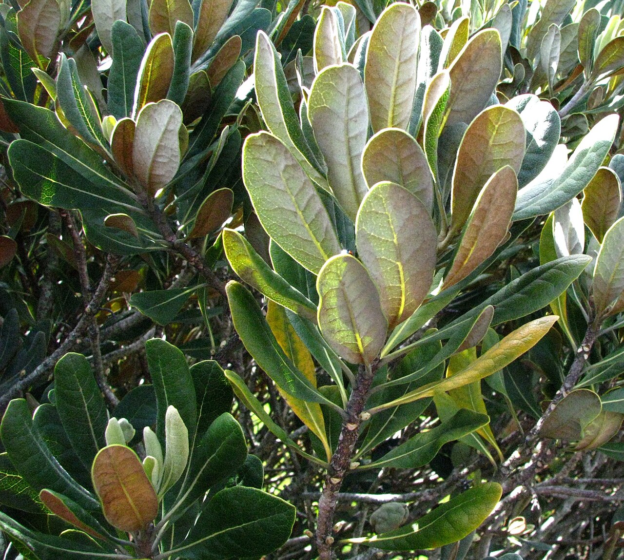Cheesewood: Hōʻawa Endemic to the Hawaiian Islands Restricted to Kalawao and Huelo Islet, Molokaʻi Rare Oʻahu