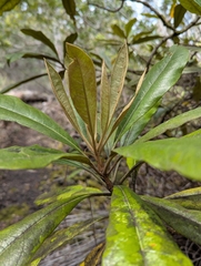 Kona cheesewood (Pittosporum hosmeri)