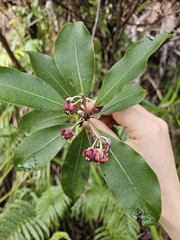 Pittosporum huttonianum (Pittosporum huttonianum)