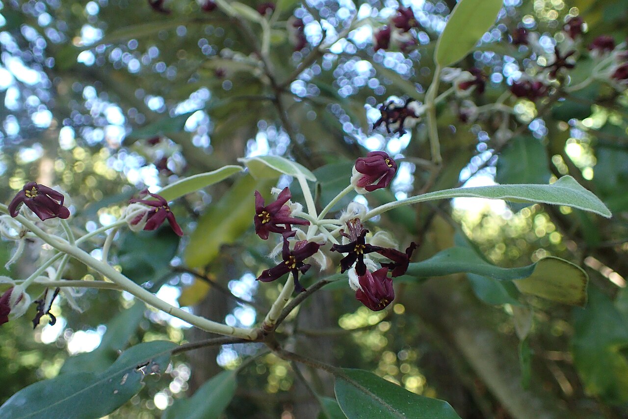 Pittosporum huttonianum: Pittosporum huttonianum in Christchurch Botanic Gardens