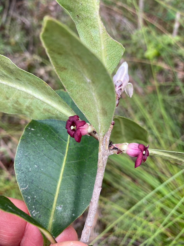 Pittosporum huttonianum (Pittosporum huttonianum)