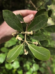 Pittosporum huttonianum (Pittosporum huttonianum)