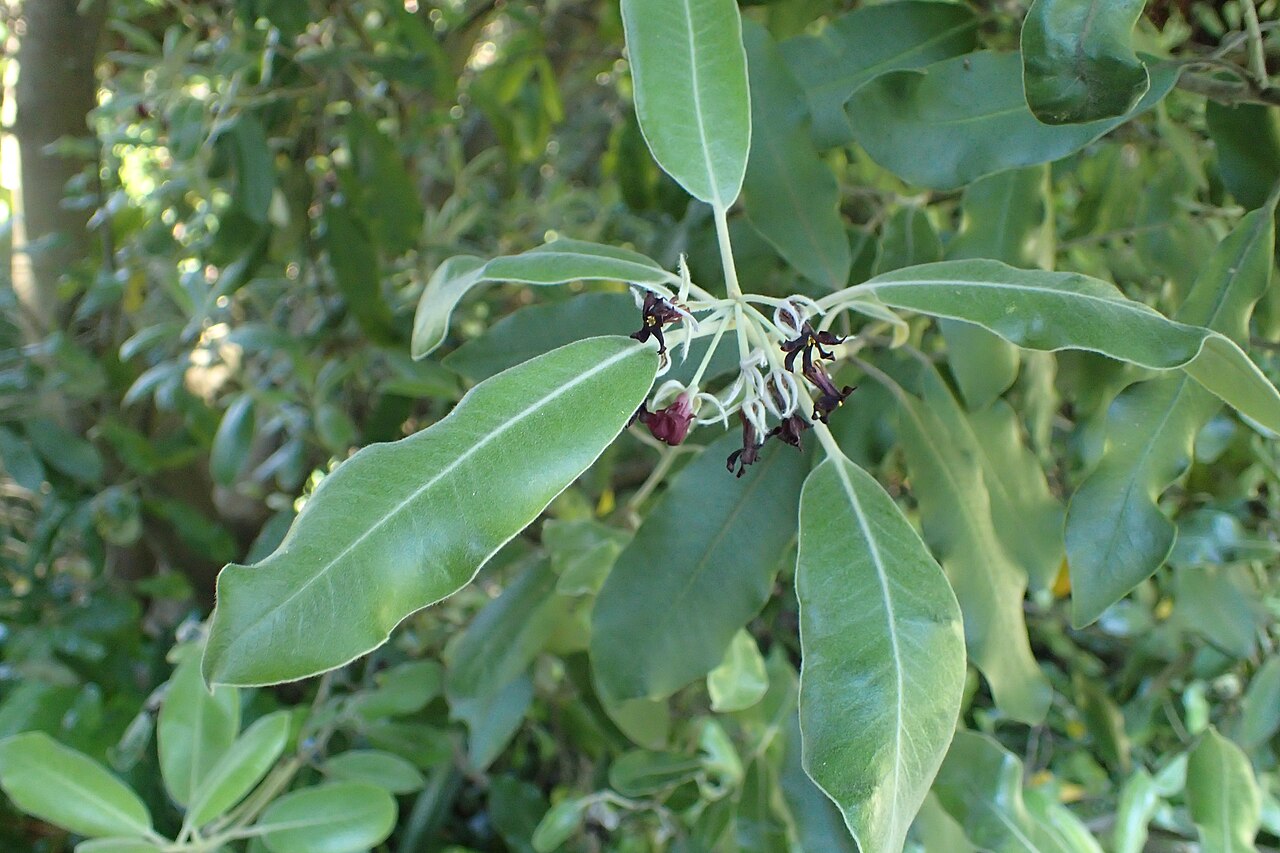 Pittosporum huttonianum: Pittosporum huttonianum in Christchurch Botanic Gardens