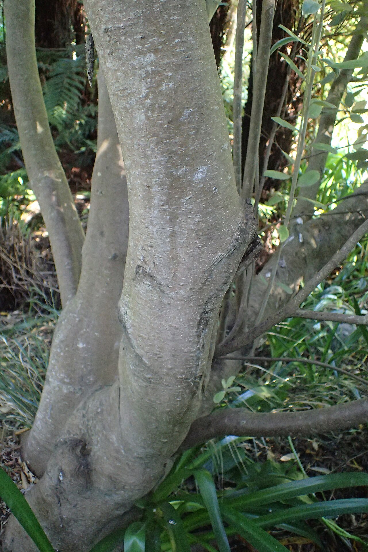 Pittosporum huttonianum: Pittosporum huttonianum in Christchurch Botanic Gardens