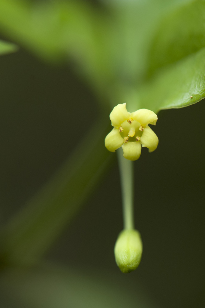 Pittosporum illicioides (Pittosporum illicioides)