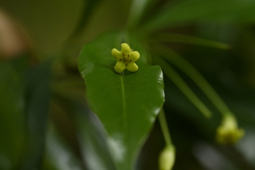 Pittosporum illicioides (Pittosporum illicioides)