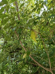 Pittosporum illicioides (Pittosporum illicioides)