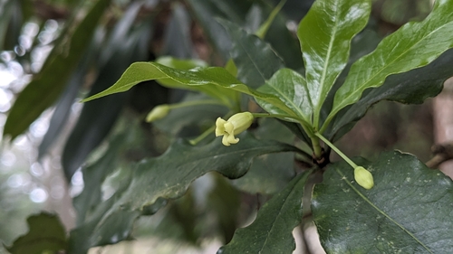 Pittosporum illicioides (Pittosporum illicioides)