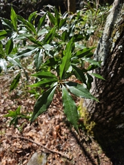 Pittosporum illicioides (Pittosporum illicioides)