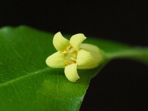 Pittosporum illicioides (Pittosporum illicioides)