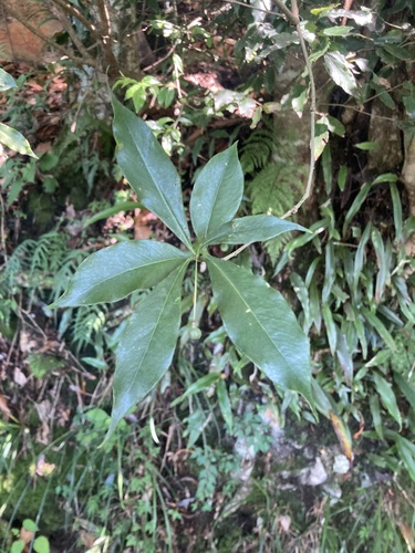 Pittosporum illicioides (Pittosporum illicioides)