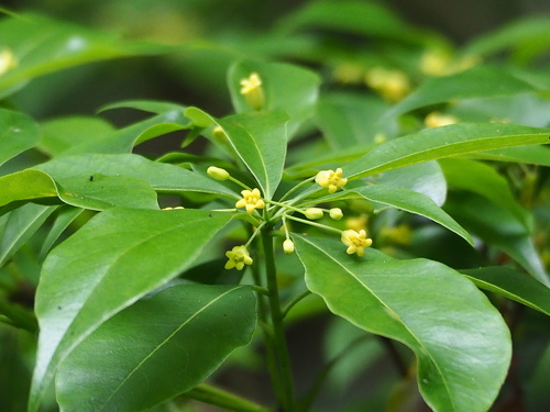 Pittosporum illicioides (Pittosporum illicioides)