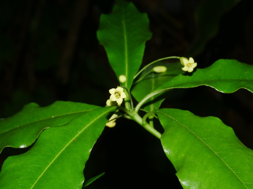 Pittosporum illicioides (Pittosporum illicioides)