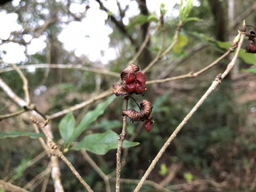 Pittosporum illicioides (Pittosporum illicioides)