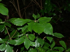 Pittosporum illicioides (Pittosporum illicioides)