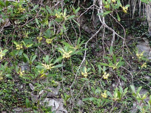 Pittosporum kirkii (Pittosporum kirkii)