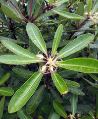 Pittosporum kirkii (Pittosporum kirkii)